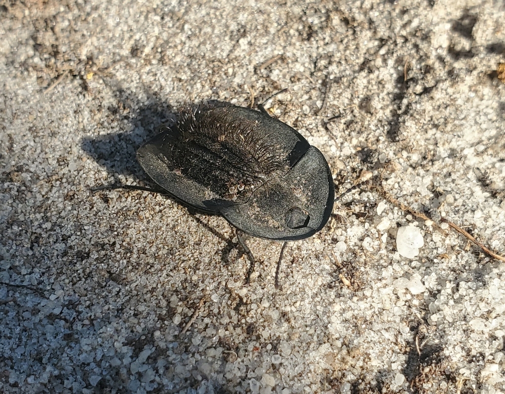 Hairy Piedish Beetle from Warradarge WA 6518, Australia on April 08