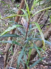 Faurea macnaughtonii