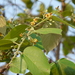 Grewia tiliifolia - Photo (c) Dinesh Valke, algunos derechos reservados (CC BY-NC-SA)