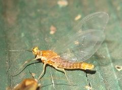 Ephemerella invaria