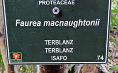 Faurea macnaughtonii