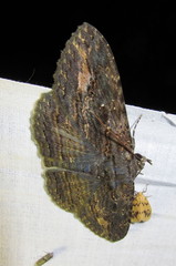 Anisoneura salebrosa