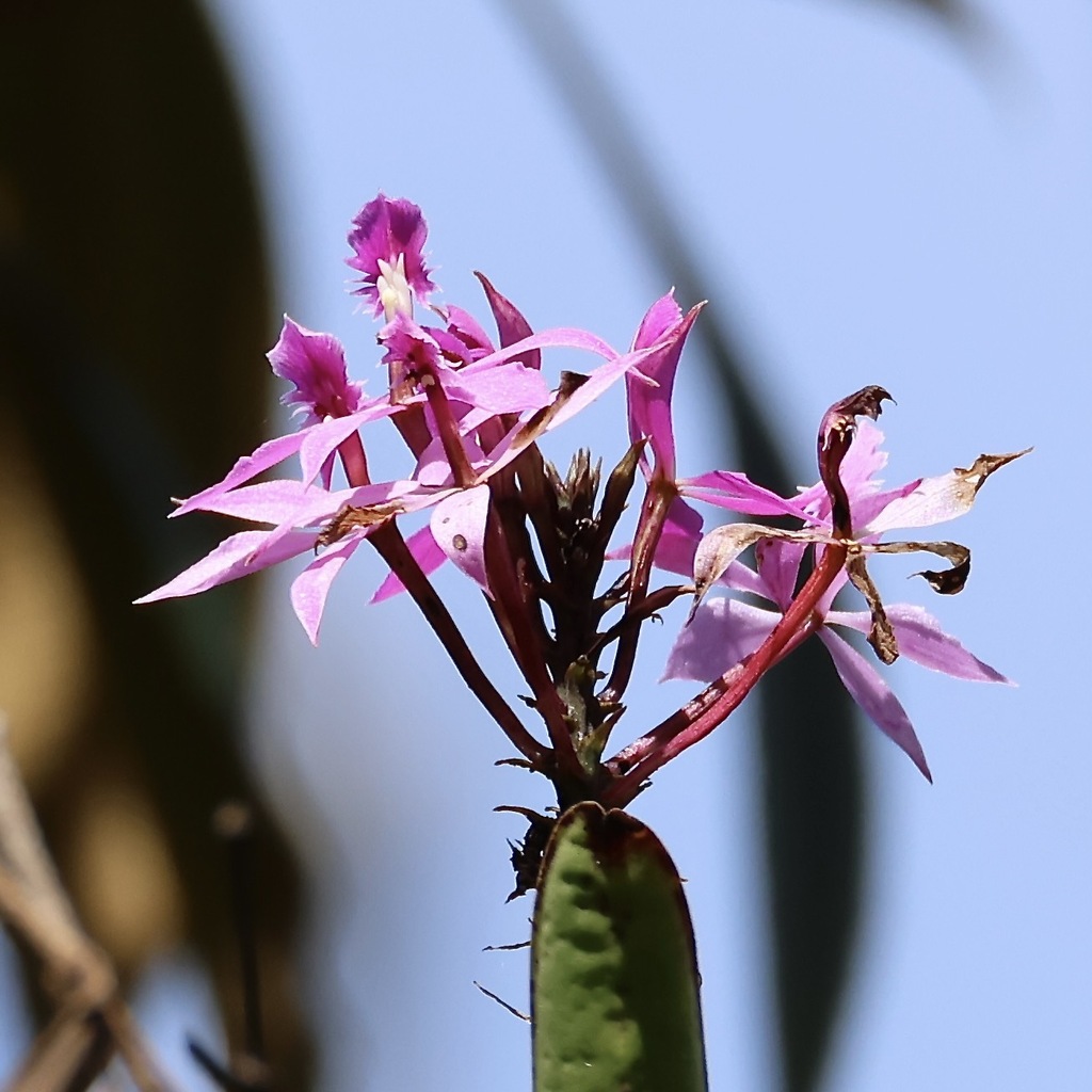Epidendrum flexuosum