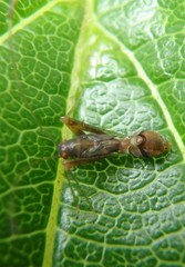 Paraxenetus guttulatus