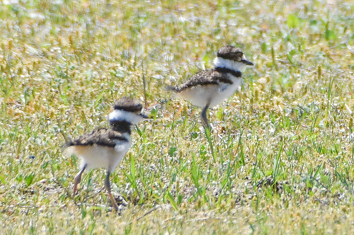 Killdeer photographed in Oklahoma