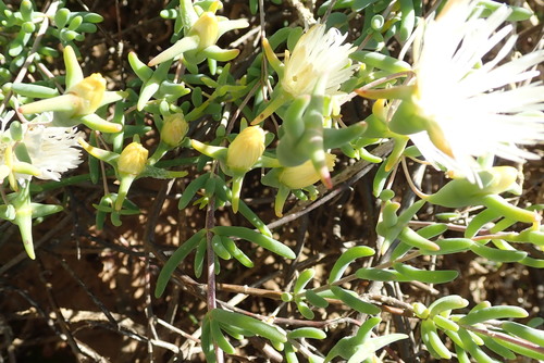 Mesembryanthemum noctiflorum