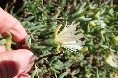 Image of Mesembryanthemum noctiflorum by no rights reserved