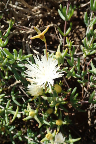 Mesembryanthemum noctiflorum