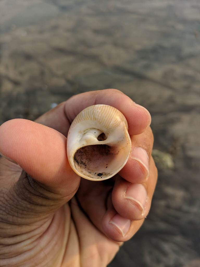 Lined moonsnail