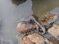 Gymnothorax pseudothyrsoideus