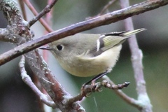 Corthylio calendula calendula