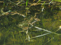 Anax parthenope julius