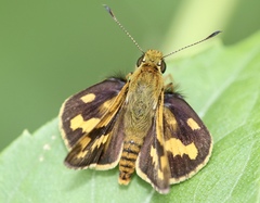 Potanthus trachala
