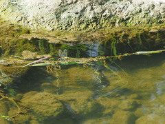 Anax parthenope julius