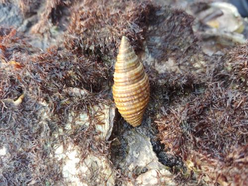 Pseudonebularia proscissa