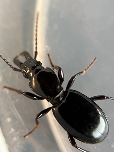 iNaturalist observation photo of Promecognathus laevissimus