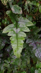 Stegnogramma wilfordii