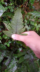 Stegnogramma wilfordii