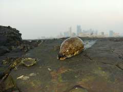 ヤクシマダカラ