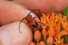 Tetraopes melanurus