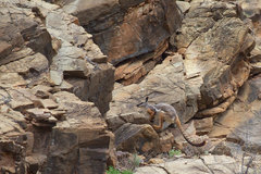 Petrogale xanthopus