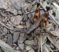 Boopedon flaviventris