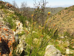 Bobartia macrospatha