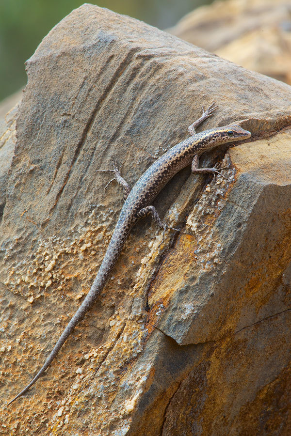 Inland Snake-Eyed Skink