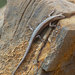 Inland Snake-eyed Skink - Photo (c) John Sullivan, some rights reserved (CC BY-NC), uploaded by John Sullivan
