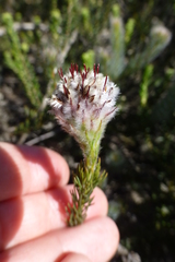 Serruria trilopha