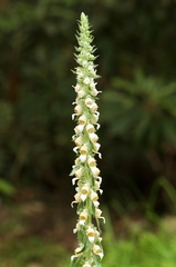 Digitalis lanata