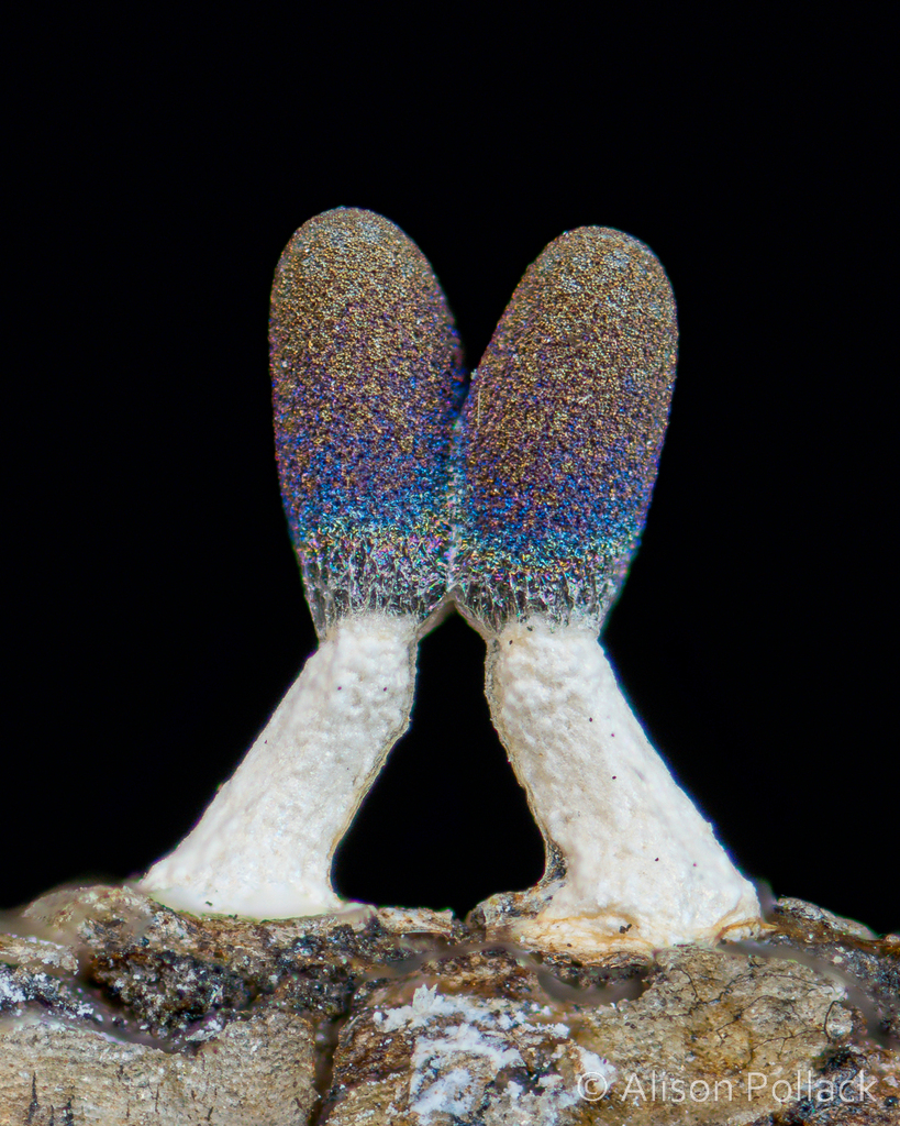 Diachea