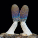 白柄黏菌 - Photo 由 Alison Pollack 所上傳的 (c) Alison Pollack，保留部份權利CC BY-NC