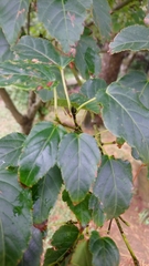 Acer caudatifolium