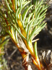 Serruria trilopha