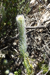 Serruria trilopha