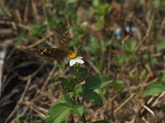 Junonia lemonias aenaria