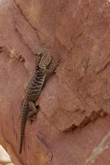 Ctenophorus vadnappa