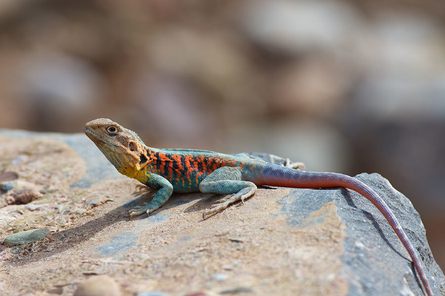 Red-Barred Crevice-Dragon
