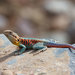 Red-barred Dragon - Photo (c) John Sullivan, some rights reserved (CC BY-NC), uploaded by John Sullivan