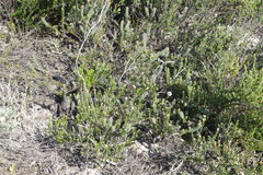 Serruria trilopha