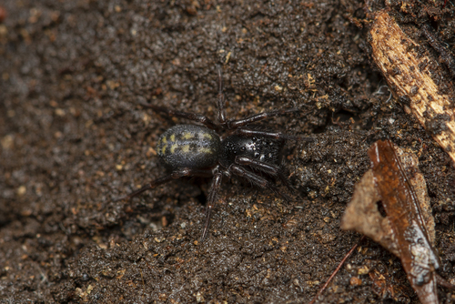 Funnel-Web Spider (Family Agelenidae) - The Firefly Forest