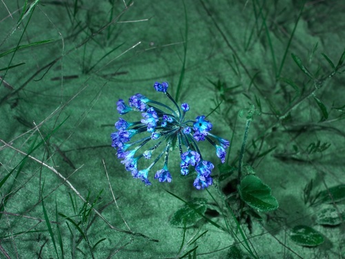 Image of Abronia macrocarpa by (c) Michelle W. （鍾偉瑋）, some rights reserved (CC BY)