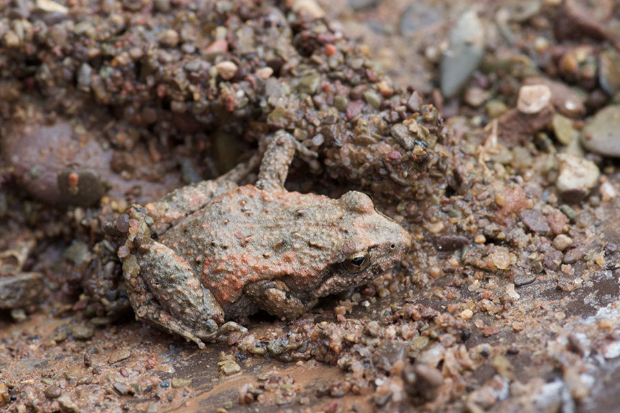 Northern Flinders Ranges Froglet