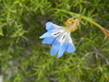 Claw Leschenaultia - Photo (c) Frank Whitlock, some rights reserved (CC BY-NC), uploaded by Frank Whitlock