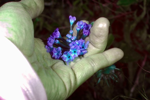 Image of Abronia macrocarpa by (c) Michelle W. （鍾偉瑋）, some rights reserved (CC BY)