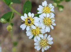 Nonarthra variabilis