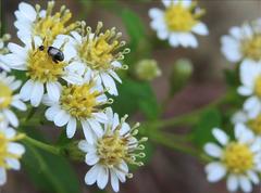 Nonarthra variabilis