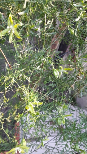 Abobra tenuifolia (Abobra tenuifolia)