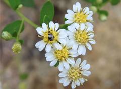 Nonarthra variabilis